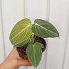 Philodendron Melanochrysum