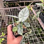 Alocasia Silver Dragon
