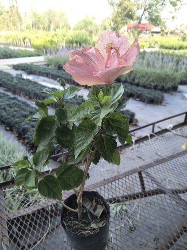 Tulipan Mexicano en Santiago, Nuevo León