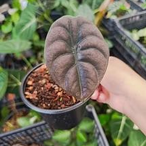 Alocasia Cuprea