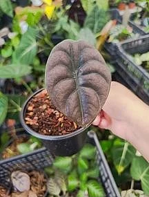 Alocasia Cuprea en Tehuacán, Puebla