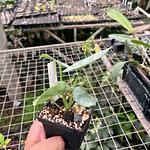 Alocasia Silver Dragon
