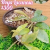 Hoya Lacunosa