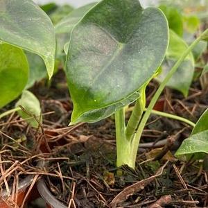 Alocasia Reversa