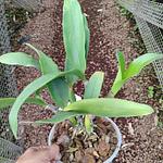 Cattleychea Landwoods