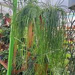 Rhipsalis