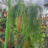 Rhipsalis