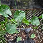 Alocasia Mantarraya