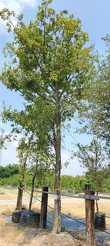 Encino Roble en Montemorelos, Nuevo León