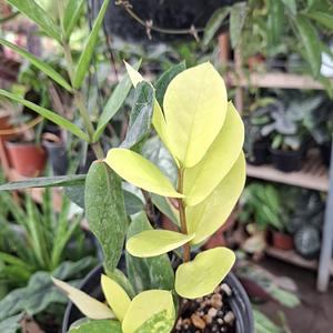 ZZ Zamioculca Variegada