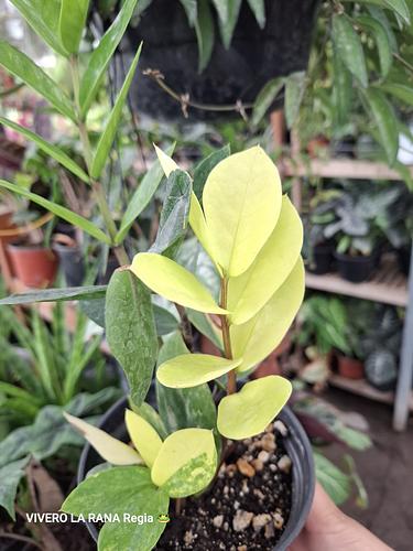 ZZ Zamioculca Variegada en Guadalupe, Nuevo León