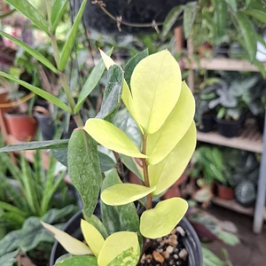 ZZ Zamioculca Variegada