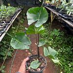 Alocasia Mantarraya