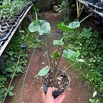 Alocasia Mantarraya