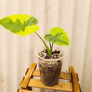 Leucocasia Yellow Aldam