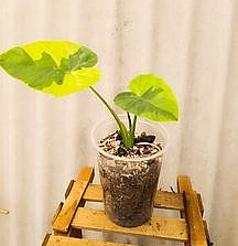 Leucocasia Yellow Aldam en Tehuacán, Puebla