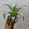 Tillandsia Streptophylla