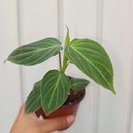 Philodendron Splendid