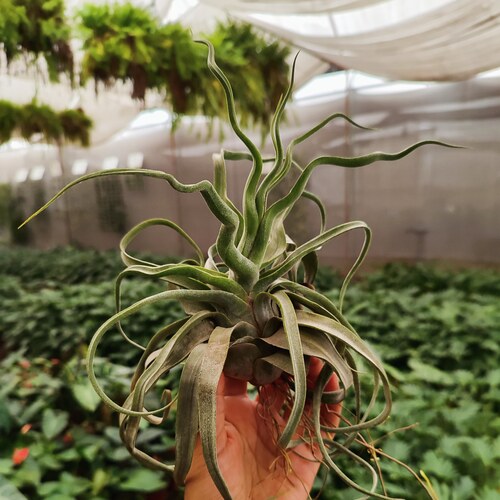 Tillandsia Streptophylla en Ciudad De México, Ciudad de México (CDMX)