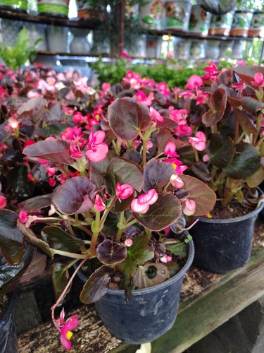 Begonias en Santiago, Nuevo León