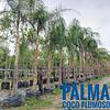 Palma Coco Plumoso