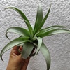 Tillandsia Streptophylla