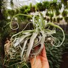 Tillandsia Streptophylla