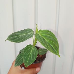 Philodendron Splendid