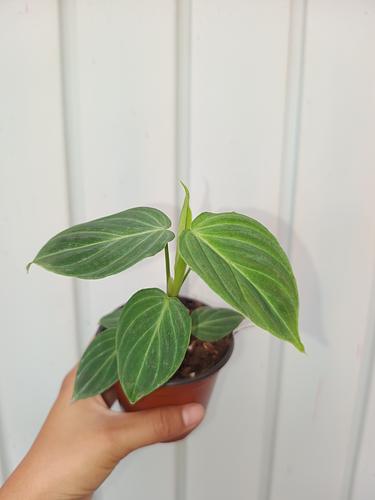 Philodendron Splendid en Berriozábal, Chiapas