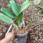 Cattleya Phonnapa