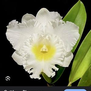 Cattleya Phonnapa