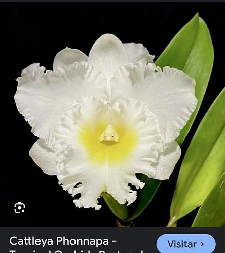 Cattleya Phonnapa en Puebla, Puebla