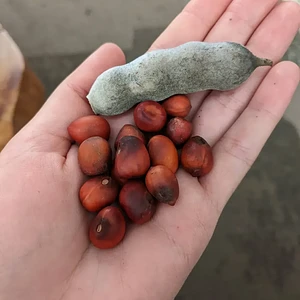 Semillas de Colorín/ Laurel Texano