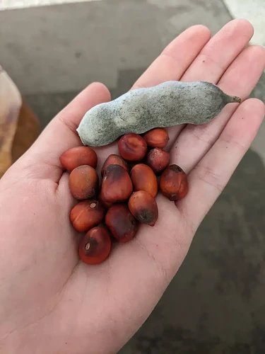Semillas de Colorín/ Laurel Texano en Monterrey, Nuevo León