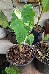 Colocasia Pink Army en Tehuacán, Puebla