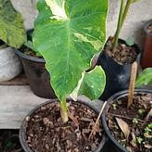 Colocasia Pink Army