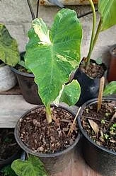 Colocasia Pink Army en Tehuacán, Puebla