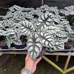 Alocasia Silver Dragon