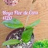 Hoya Flor de Cera