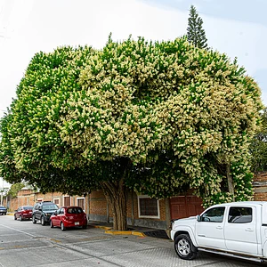 Árbol Maya Mandimbo
