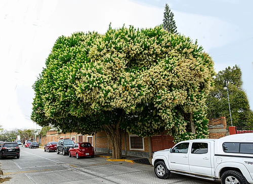 Árbol Maya Mandimbo en Allende, Nuevo León