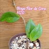 Hoya Flor de Cera
