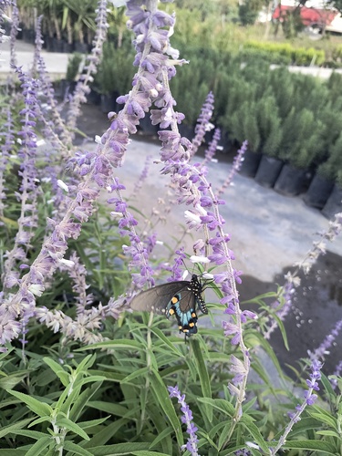 Salvia Morada en Santiago, Nuevo León