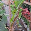 Alocasia Jacklyn