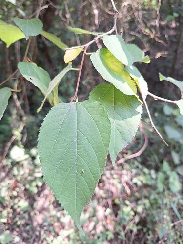Morera Roja en Monterrey, Nuevo León