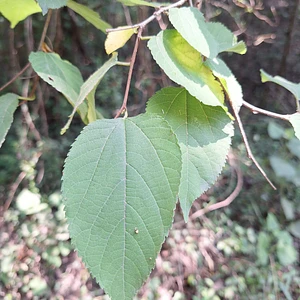 Morera Roja