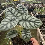 Alocasia Silver Dragon