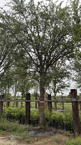Encino Siempre Verde en Allende, Nuevo León
