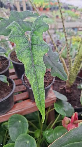 Alocasia Jacklyn en Guadalupe, Nuevo León