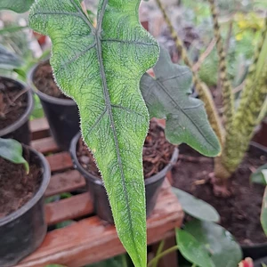 Alocasia Jacklyn